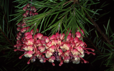 APII jpeg image of Grevillea rosmarinifolia 'Rosy Posy'  © contact APII