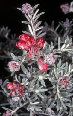 APII jpeg image of Grevillea lavandulacea 'Tanunda'  © contact APII