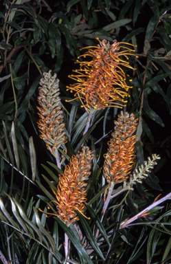 APII jpeg image of Grevillea 'Apricot Blush'  © contact APII