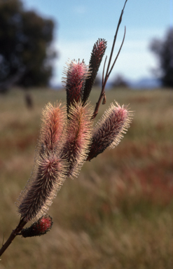 APII jpeg image of Grevillea 'Excellence'  © contact APII