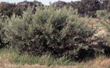 APII jpeg image of Grevillea 'Little Jesse'  © contact APII