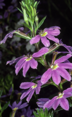 APII jpeg image of Scaevola 'New Blue'  © contact APII