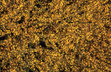 APII jpeg image of Acacia 'Winter Gold'  © contact APII
