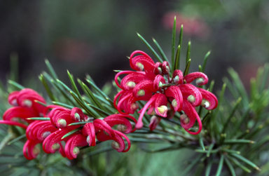 APII jpeg image of Grevillea 'Canberra Gem'  © contact APII