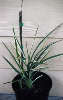 APII jpeg image of Dianella longifolia 'Peninsula Perfection'  © contact APII