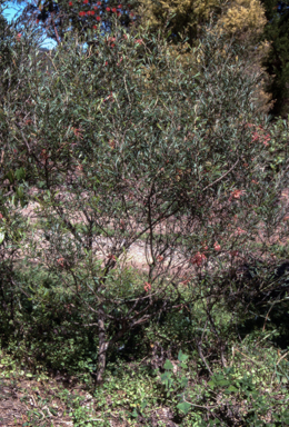 APII jpeg image of Grevillea 'Chatsworth Lorran'  © contact APII