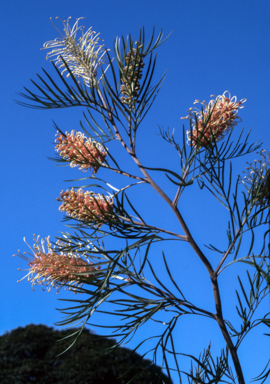 APII jpeg image of Grevillea 'Pink Surprise'  © contact APII