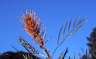 APII jpeg image of Grevillea 'Honey Gem'  © contact APII