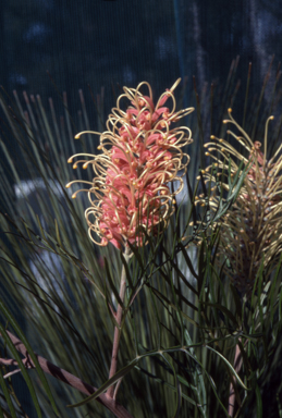APII jpeg image of Grevillea 'Pink Surprise'  © contact APII