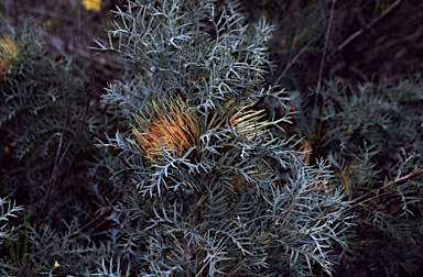 APII jpeg image of Banksia fraseri var. ashbyi  © contact APII