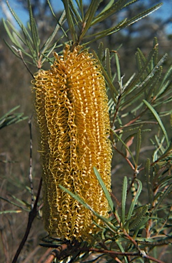 APII jpeg image of Banksia serrata  © contact APII