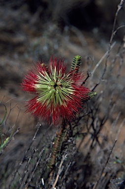 APII jpeg image of Beaufortia orbifolia  © contact APII