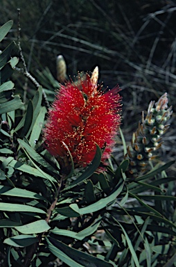 APII jpeg image of Callistemon speciosus  © contact APII