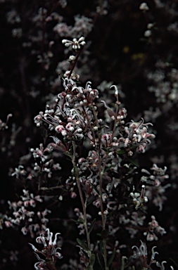 APII jpeg image of Grevillea occidentalis  © contact APII