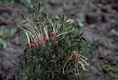 APII jpeg image of Grevillea rivularis  © contact APII