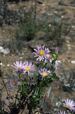 APII jpeg image of Olearia rudis  © contact APII