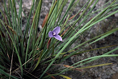 APII jpeg image of Patersonia fragilis  © contact APII