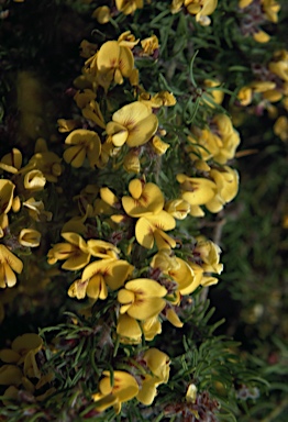 APII jpeg image of Pultenaea mollis  © contact APII