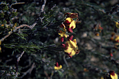 APII jpeg image of Aotus procumbens  © contact APII