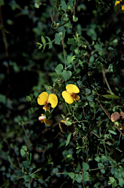 APII jpeg image of Bossiaea cordigera  © contact APII