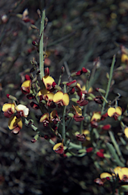 APII jpeg image of Bossiaea riparia  © contact APII