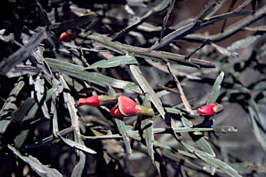 APII jpeg image of Bossiaea walkeri  © contact APII