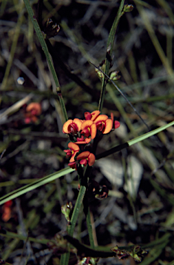 APII jpeg image of Daviesia alata  © contact APII