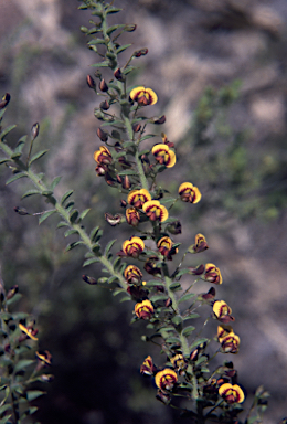 APII jpeg image of Daviesia pubigera  © contact APII