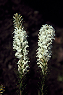 APII jpeg image of Epacris lanuginosa  © contact APII