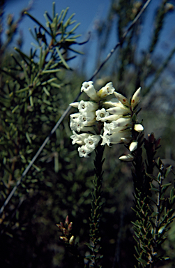 APII jpeg image of Epacris obtusifolia  © contact APII