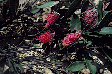 APII jpeg image of Grevillea barklyana  © contact APII