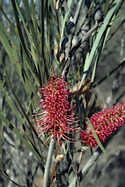 APII jpeg image of Hakea francisiana  © contact APII