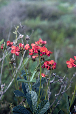 APII jpeg image of Kennedia coccinea  © contact APII