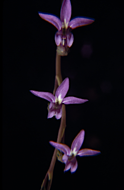 APII jpeg image of Lobelia gibbosa  © contact APII