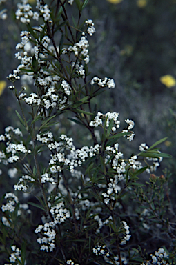 APII jpeg image of Logania linifolia  © contact APII