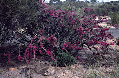 APII jpeg image of Melaleuca wilsonii  © contact APII