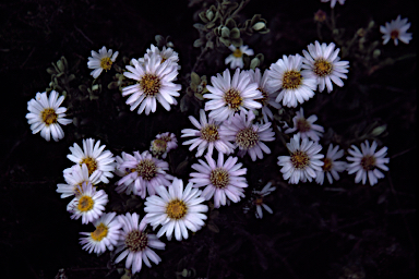 APII jpeg image of Olearia frostii  © contact APII