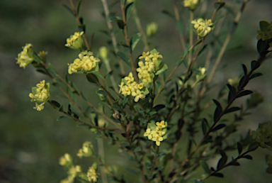 APII jpeg image of Pimelea flava  © contact APII