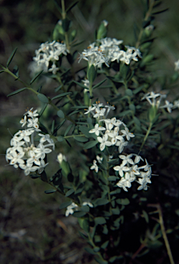 APII jpeg image of Pimelea glauca  © contact APII