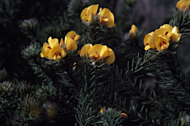 APII jpeg image of Pultenaea aristata  © contact APII