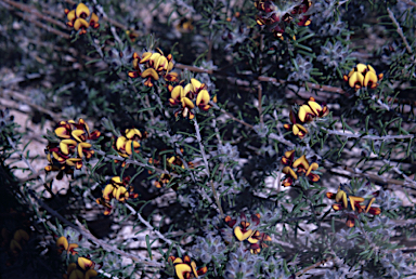 APII jpeg image of Pultenaea barbata  © contact APII