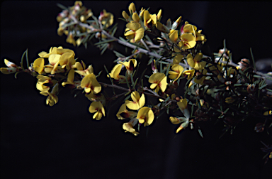 APII jpeg image of Pultenaea benthamii  © contact APII