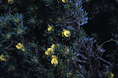 APII jpeg image of Pultenaea canaliculata  © contact APII