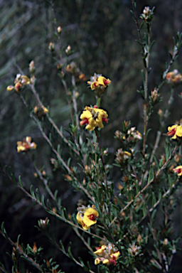 APII jpeg image of Pultenaea brachytropis  © contact APII