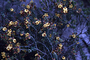 APII jpeg image of Pultenaea empetrifolia  © contact APII