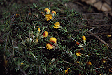 APII jpeg image of Pultenaea fasciculata  © contact APII