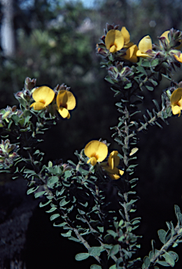 APII jpeg image of Pultenaea ferruginea  © contact APII