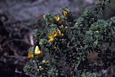 APII jpeg image of Pultenaea ferruginea  © contact APII