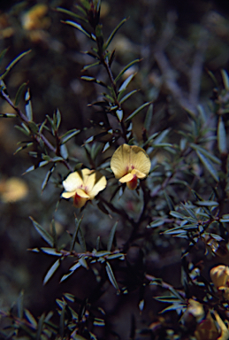 APII jpeg image of Pultenaea juniperina  © contact APII