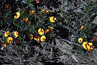 APII jpeg image of Pultenaea pedunculata  © contact APII